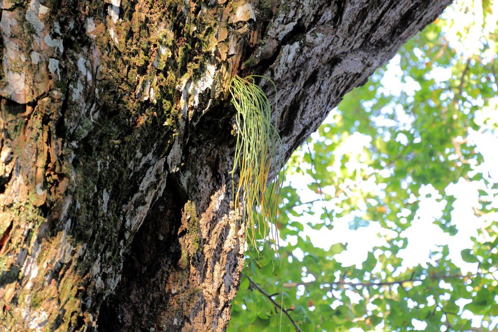 惣田町津島神社のイチョウの木。推定樹齢250年 なんと、絶滅危惧種のクラガリシダが付着して生育しています。これはとても珍しくて貴重！