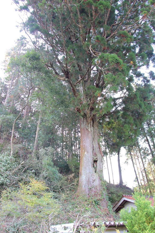 惣田町津島神社のスギ。推定樹齢500年。根元より13mの高さに大きな空洞があるらしい！