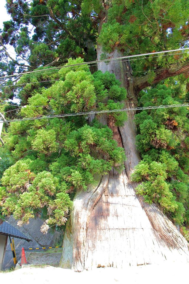 杉本町の貞観杉。樹齢千年以上もあるようです
