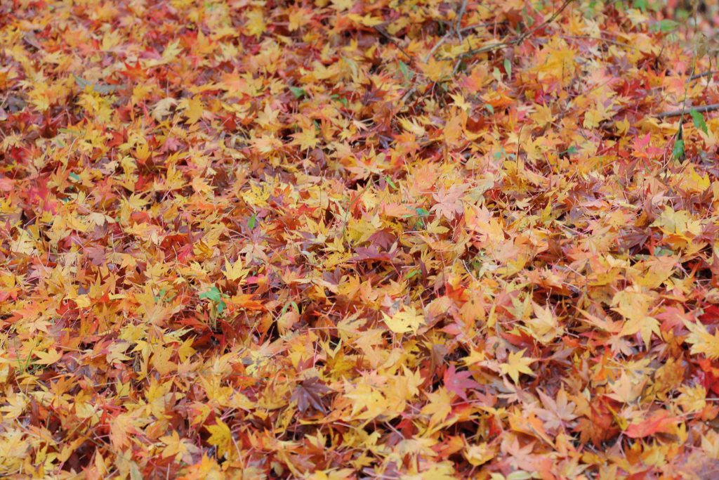 紅葉のじゅうたんが、とても綺麗でした。