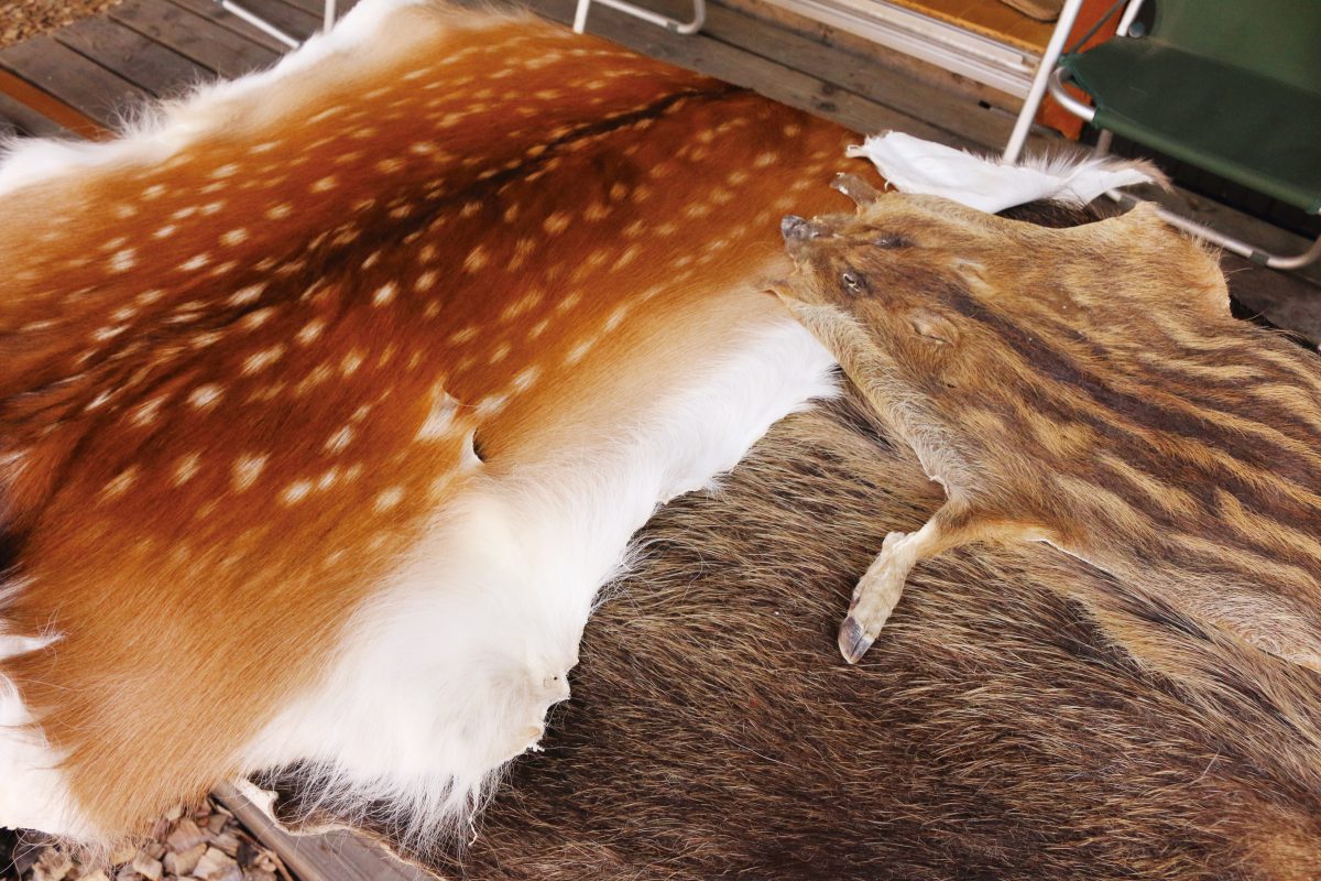 開催レポート】鹿の毛皮を自分でなめそう！ iｎ足助 – ブログ・とよたまちさとミライ塾